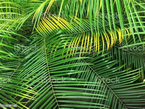 Fronda De Palmas Reales Deja Fondo Patrón De Hojas Tropicales Plantas