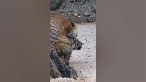 royal bengal tiger mating successfully tiger sex shorts royal bengal tiger crossing road