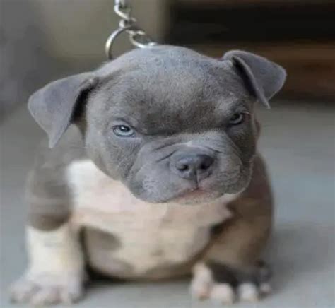 Blue Nose Pitbull 15 Interesting Facts About This Dog