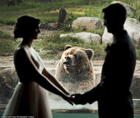 Bear Hilariously Photobombs Couples Wedding Photos Daily Mail Online