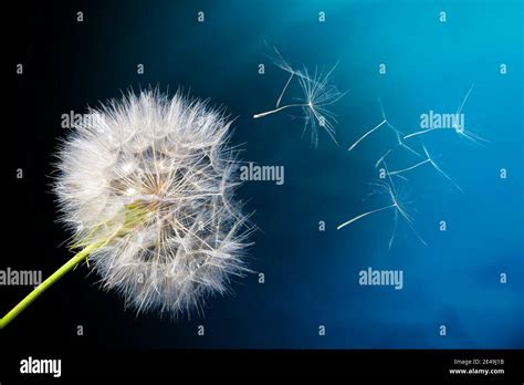 Windswept Dandelion Stock Photo Alamy