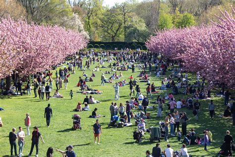 Peak Cherry Blossom Bloom Brings New Yorkers Out In Droves To The