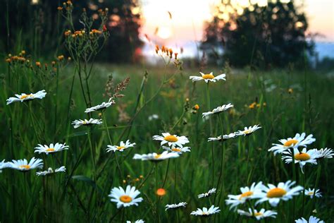 Field Of Daisies And Wildflowers At Sunset By Geno Rugh Redbubble