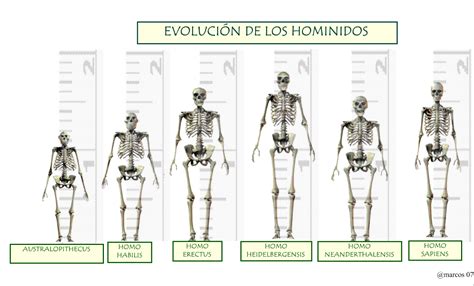 Mapa Clasificación Y Evolución De Los Homínidos Classification And