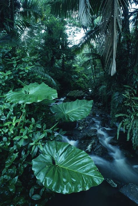Rainforest Affordable Wall Mural Nature Scenery Nature Photography