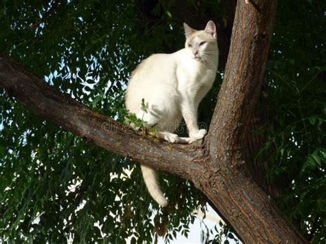 White Cat In A Tree Stock Image Image Of Perched Puss 45021389