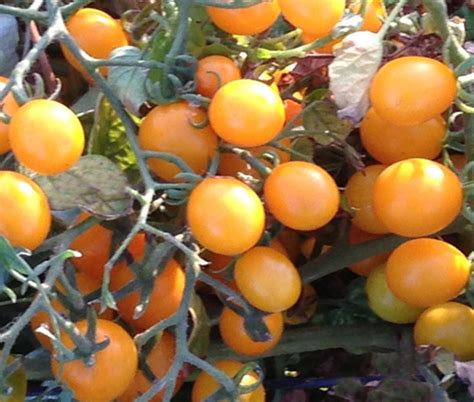 Orange Berry Tomato A Comprehensive Guide World Tomato Society