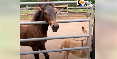 Baby Donkey That Was Rejected By Mom Has Now A Best Friend She And The