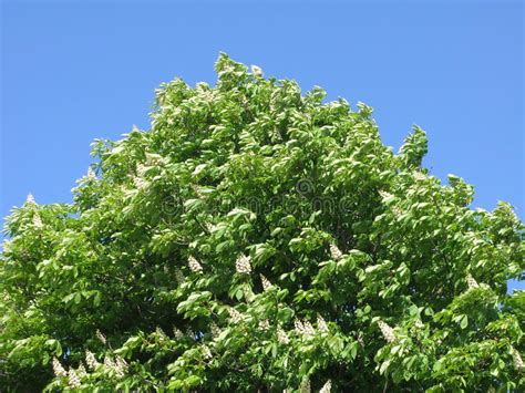 Flowering Chestnut Tree Stock Photo Image Of Trees Spring 86385032