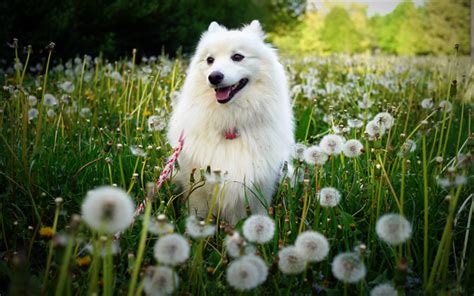 Download Wallpapers Samoyed White Fluffy Dog Green Grass Pets Dogs