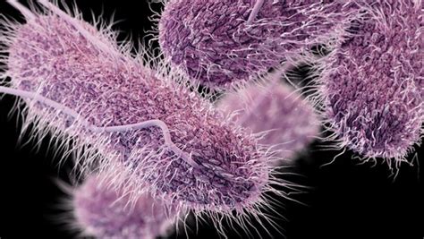 Food is the source for most of these illnesses. Salmonella Typhi - Kein Typ zum Kuscheln! | Mikrobenzirkus