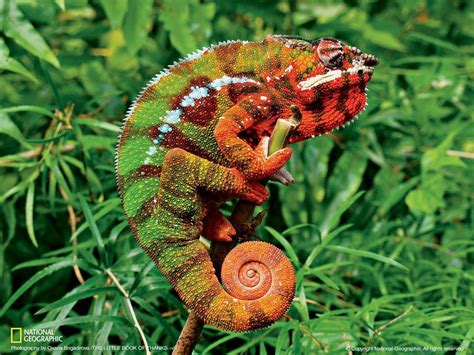 Picture Of A Chameleon National Geographic Photography National