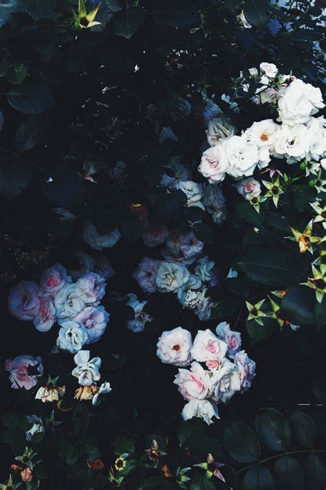Check spelling or type a new query. by Elizabeth Lazdina | Dark flowers, Nature aesthetic ...