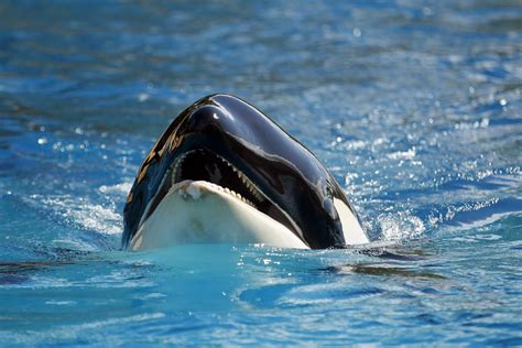 La Orca Morgan Del Loro Parque De Tenerife Parirá Después De Verano