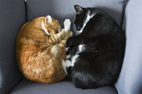 Two Cats Cuddling Together In Their Cat House Lair Stock Photo