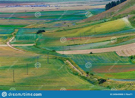 Blooming Cultivated Fields Famous Colourful Flowering Plain In The