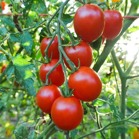 Tomato Sweetie Organic Adaptive Seeds