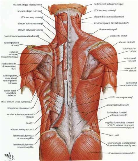 Human Anatomy Back Muscle Diagram Muscle Anatomy Lower Back Muscles