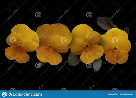 Yellow Pansy Flowers Isolated On A Black Background Stock Photo Image