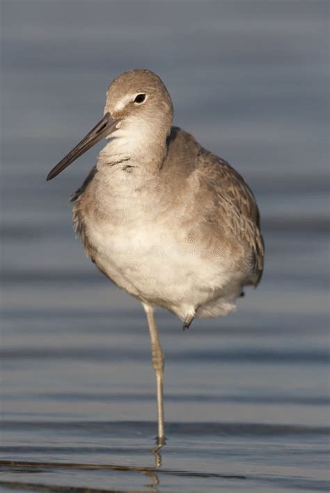 Eastern Willet Stock Photo Image Of Nature Aves Shorebirds 13536306