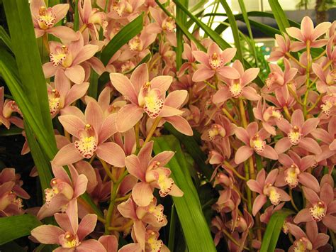 Orchid Cymbidium Plant Flowers Cymbidium