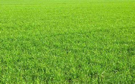 Can A Weed Eater Cut Grass - First Mow Free!