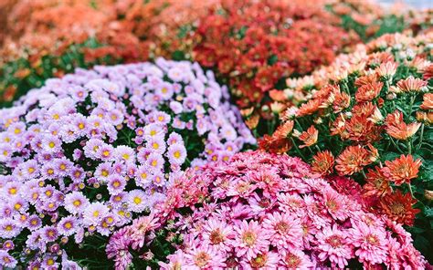 How To Care For Chrysanthemums 6 Things You Need To Know