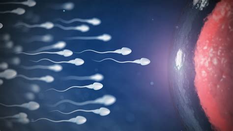 Sperm Warfare Or Why It Takes 1 Billion Sperm To Make One Zygote