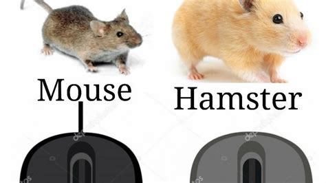 Petición · Change The Name Of The Wireless Mouse To A Hamster ·