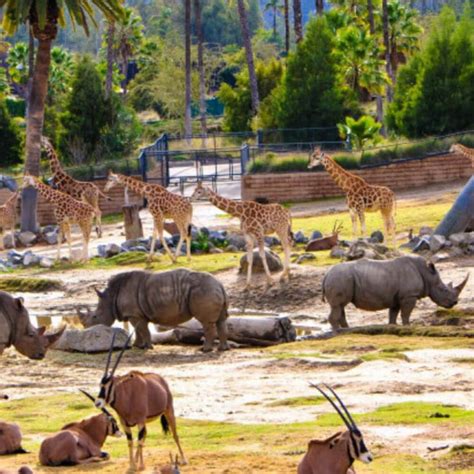 San Diego Zoo Safari Park Fortifies Wildland Fire Defense With Fireice