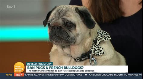 Should Pugs Be Banned Due To Health Problems Daily Mail Online