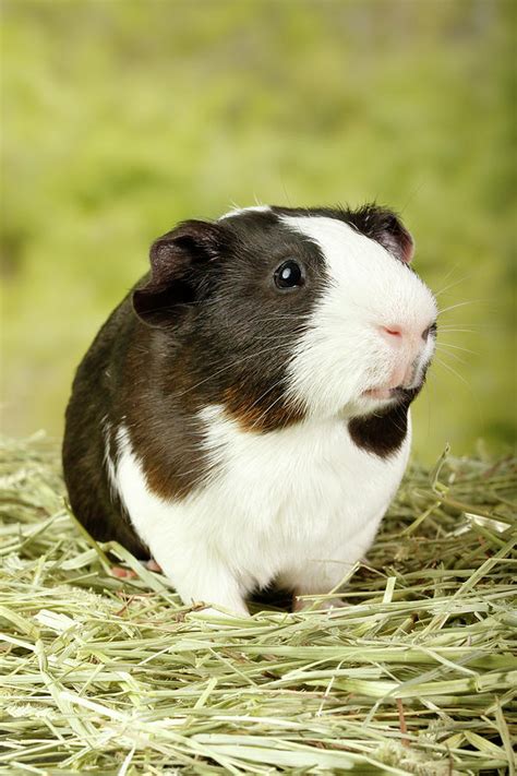 Guinea Pig Standing In Hay Vertical Photograph By David Kenny Fine