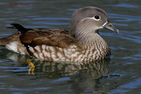Birds And Nature In The Forest Of Dean Mandarin Duck Female At The