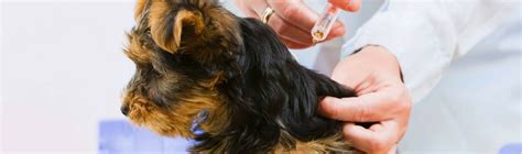Puppy Vaccinations -Scheduling Immunization Shots - Barriefield Animal Hospital