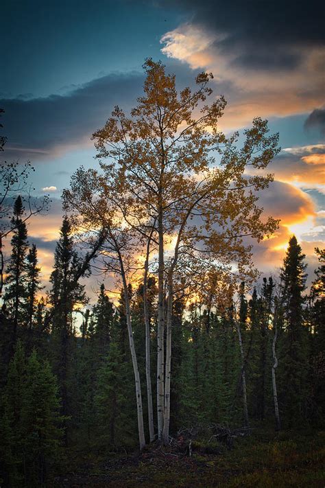 Autumn Birches At Sunset Photograph By Cathy Mahnke
