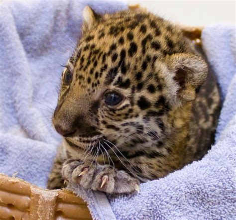 Subscribe to our telegram channel for the latest stories and updates. Significant Birth: These Two Baby Jaguars, at Milwaukee ...