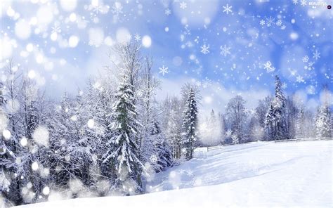 Winter Stars Viewes Snow Trees Beautiful Views Wallpapers 1920x1200