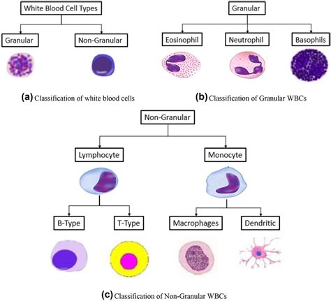 White Blood Cell Types Chart
