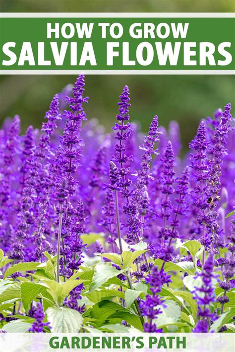 How To Grow Salvia Easy Care With Colorful Blooms Gardeners Path
