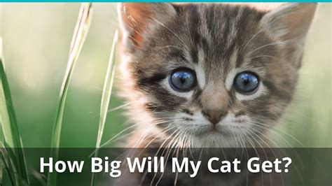Many kittens are mixed breed and will grow into fairly average sized cats that will weigh around ten pounds or so once adult. How Big Will My Kitten Get, & When Is It Fully Grown ...