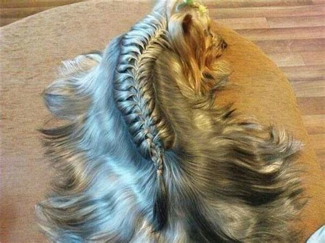 Dog Braided Hair Dog Grooming Dog Clothes Yorkie Haircuts