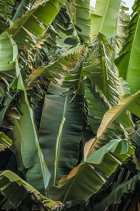 The white banana powder are derived from appropriate plants that have been studied and scientifically proven to possess beneficial effects. Banana Plants | Kona Coast, Island of Hawai'i | Greg L ...