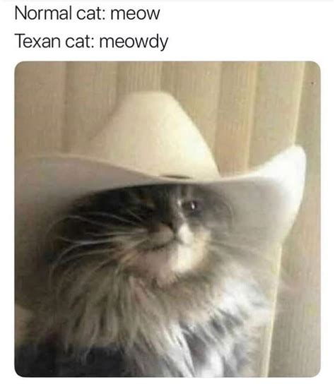 Cat With Cowboy Hat Emoji All About Cow Photos