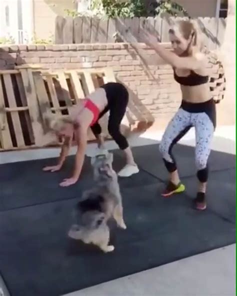 Doggy Workout Lolsnaps Doggy Pets First Best Funny Pictures