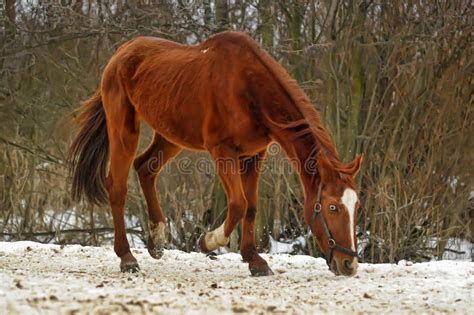 Domestic Bay Horse Walking In The Snow Paddock Stock Image Image Of