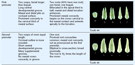 5 Clinical Oral Structures Dental Anatomy And Root Morphology