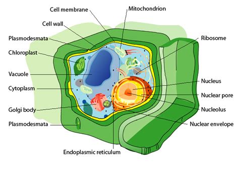 Life of a plant, has it been so small?. Inside a Plant Cell | CCBER