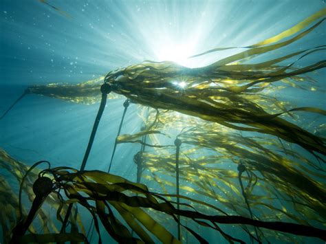 The Healing Power Of Seaweed—shedding New Light On Alginate Microgels