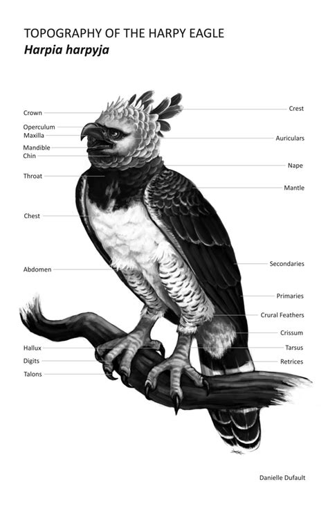 Scientific Study Harpy Eagle By Deerex On Deviantart