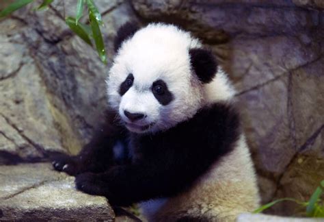National Zoo Panda Cub Recovers From Life Saving Surgery The